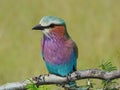 A rainbow shaped bird Royalty Free Stock Photo