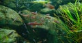 Rainbow shiner, family Leuciscidae. Freshwater fish aquarium, stones and green algae at the bottom of the river. A large Royalty Free Stock Photo