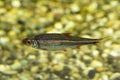 The Rainbow Shiner Notropis chrosomus. Royalty Free Stock Photo