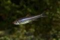 The Rainbow Shiner Notropis chrosomus. Royalty Free Stock Photo