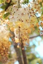 Rainbow shower tree flower in Thailand Royalty Free Stock Photo