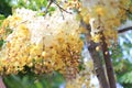Rainbow shower tree flower or White Ratchaphruek Royalty Free Stock Photo