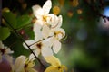 Rainbow shower tree flower or White Ratchaphruek Royalty Free Stock Photo