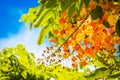 Rainbow shower tree flowers Royalty Free Stock Photo