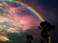 rainbow silhouette tree dark spread cloud of sunset