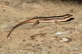 Rainbow Skink Royalty Free Stock Photo