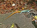 Rainbow Skink