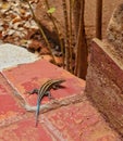 Rainbow Skink