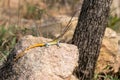 Rainbow skink & x28;Trachylepis margaritifera& x29; in South Africa