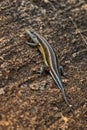 Rainbow Skink - Trachylepis quinquetaeniata