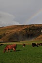 Rainbow Skogafoss