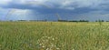 rainbow in sky with clouds above growing spikelets of wheat. Royalty Free Stock Photo
