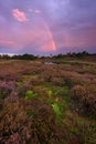 Rainbow in the sky during a colorful sunset in national park the Maasduinen. With the blooming heather.