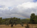 Rainbow in the sky over a pine forest and olive garden on an island in Greece Royalty Free Stock Photo