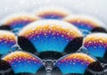 Rainbow soap bubbles isolated on transparent background isolated on transparent background Royalty Free Stock Photo