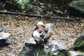 Side view of Mandarin duck on the rock in Rainbow Springs Park in the North Island of Rotorua, New Zealand