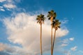 Rainbow Storm Clouds Palm Trees Royalty Free Stock Photo