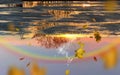 Rainbow Gold Autumn sunset reflection in puddle water falling yellow leaves on  asphalt season rainy weather Royalty Free Stock Photo