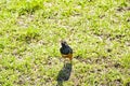 Rainbow Superb feeding insects