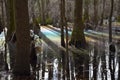 Rainbow in Swamp