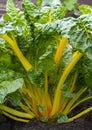 Rainbow swiss chard