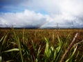 Rainbow in Tongariro national park, New Zealand