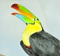 Rainbow Toucan