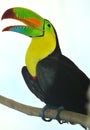 Rainbow Toucan