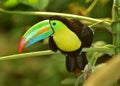 Rainbow Toucan