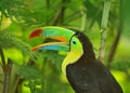 Rainbow Toucan