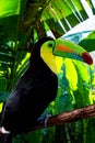 Rainbow Toucan sitting on a branch in the rainforest.