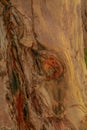 Rainbow tree bark or Eucalyptus deglupta tree