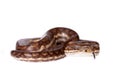 Rainbow tree boa on white background Royalty Free Stock Photo