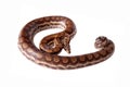 Rainbow tree boa on white background Royalty Free Stock Photo