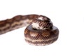 Rainbow tree boa on white background Royalty Free Stock Photo