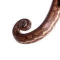 Rainbow tree boa on white background Royalty Free Stock Photo