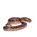 Rainbow tree boa on white background Royalty Free Stock Photo