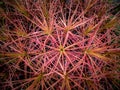 Rainbow Trees Growing at Pots Royalty Free Stock Photo