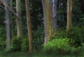 Rainbow Trees, Maui, Hawaii Royalty Free Stock Photo