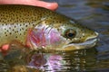 Rainbow trout