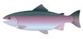 Rainbow Trout Royalty Free Stock Photo