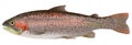Rainbow trout Royalty Free Stock Photo
