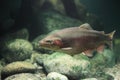 Rainbow trout Royalty Free Stock Photo