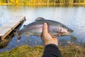 Rainbow trout in angler hand Royalty Free Stock Photo