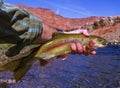 Rainbow Trout Caught Fly Fishing on Colorado River Royalty Free Stock Photo