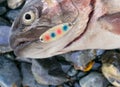 Rainbow trout caught fly fishing tackle. Angler releasing an trout. Trout fish caught on the spinner by fisherman. Northern