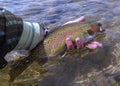 Rainbow Trout Caught & Released Fly Fishing On Colorado River Royalty Free Stock Photo