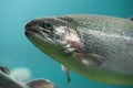 Rainbow trout close-up under water