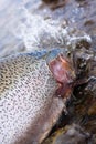 Rainbow trout detail Royalty Free Stock Photo