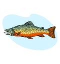 Rainbow trout fish or brook trout isolated on white background. Vector illustration Royalty Free Stock Photo